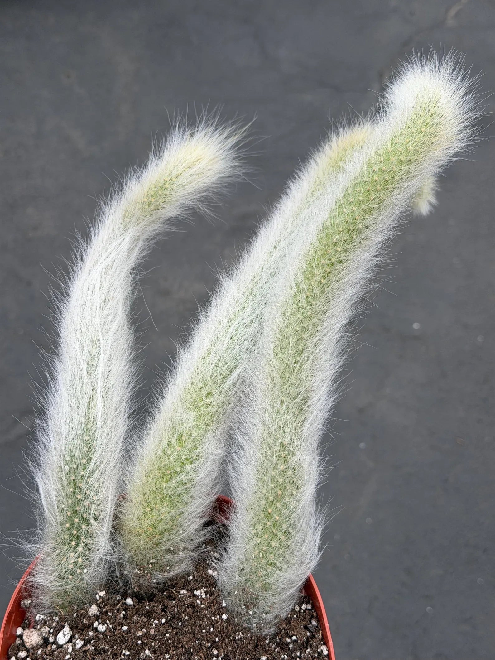 Hairy Monkey Tail Cactus – Fuzzy White Trailing Succulent Live Plant #664