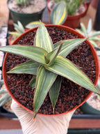 Variegated Sansevieria Lav 23251 Rare Snake Plant – Exact Live Houseplant #680
