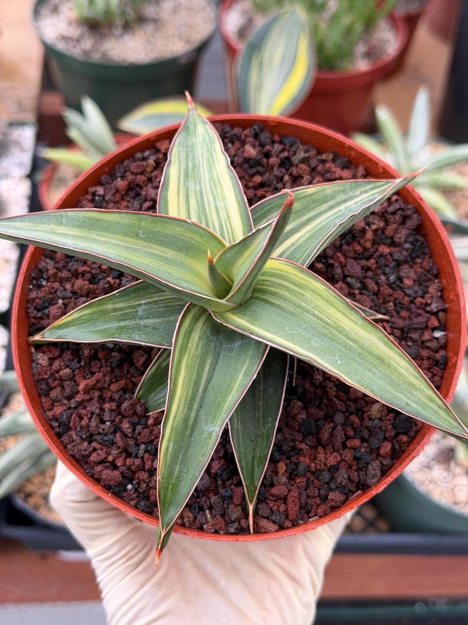 Variegated Sansevieria Lav 23251 Rare Snake Plant – Exact Live Houseplant #680