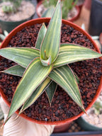 Variegated Sansevieria Lav 23251 Rare Snake Plant – Exact Live Houseplant #680