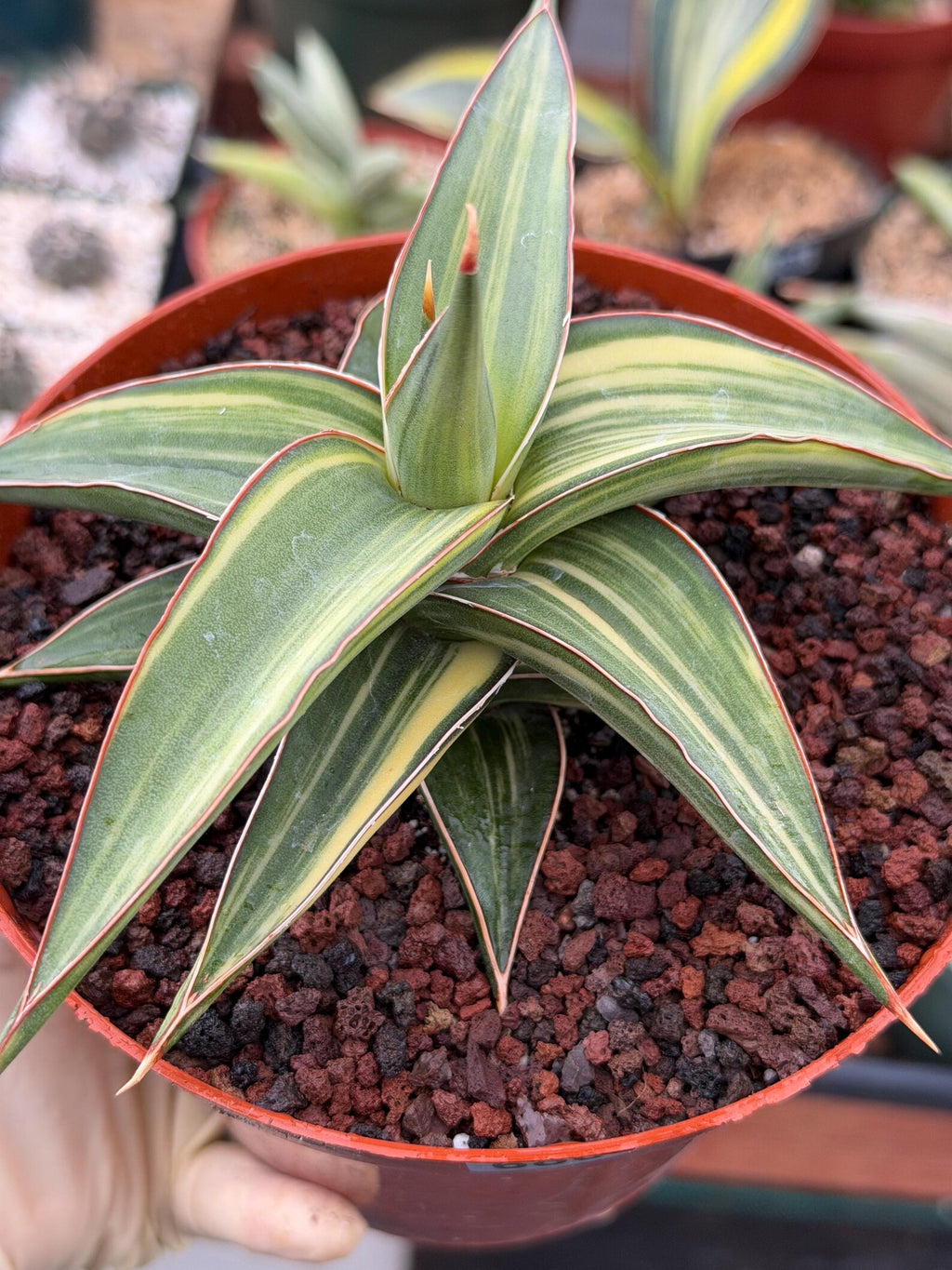 Variegated Sansevieria Lav 23251 Rare Snake Plant – Exact Live Houseplant #680