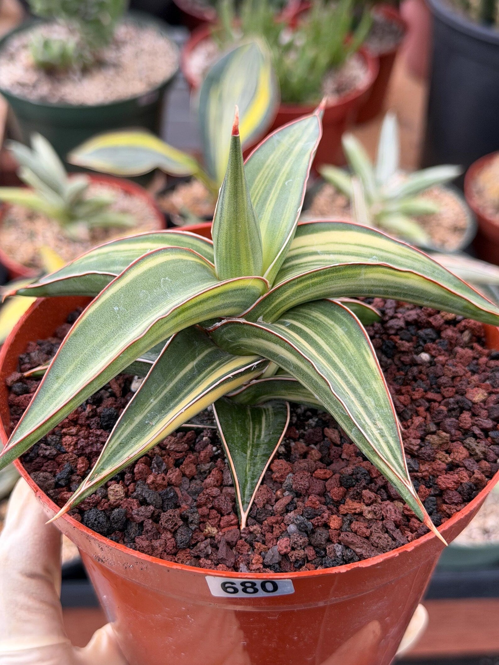 Variegated Sansevieria Lav 23251 Rare Snake Plant – Exact Live Houseplant #680