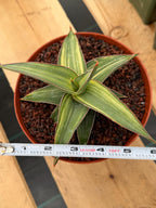 Variegated Sansevieria Lav 23251 Rare Snake Plant – Exact Live Houseplant #680