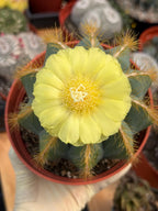 Exotic Balloon Cactus with Pups | 6” Live Cactus Plant | Rare Collector Cactus #662