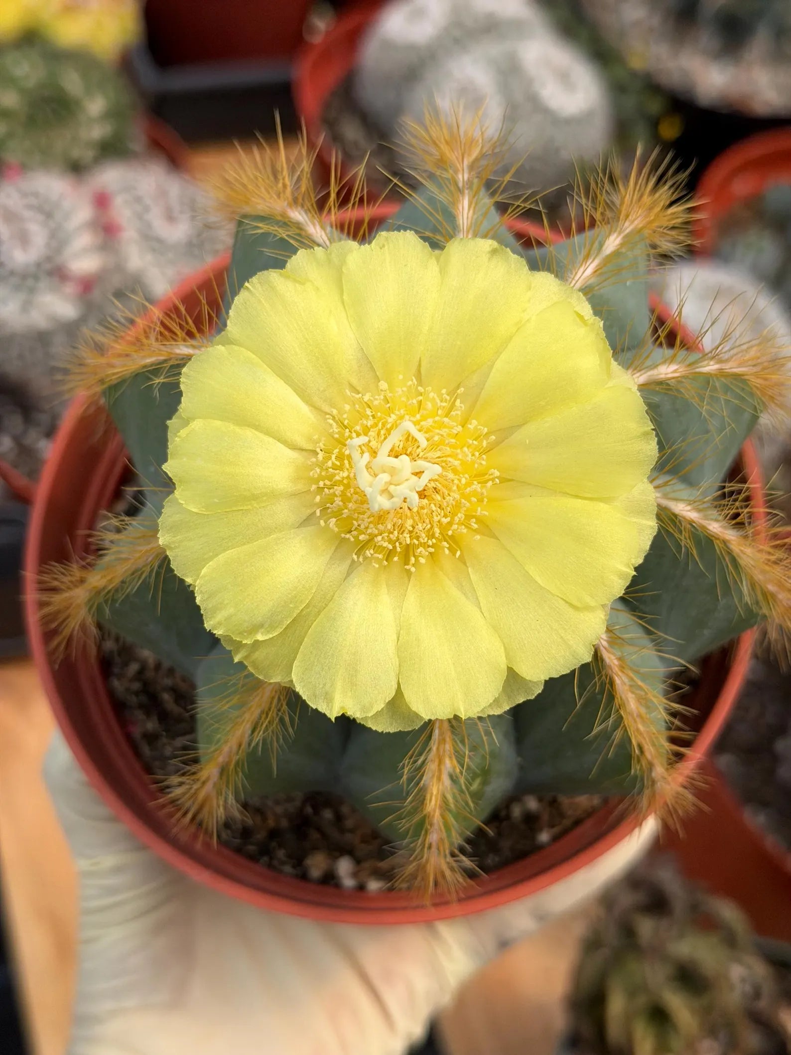 Exotic Balloon Cactus with Pups | 6” Live Cactus Plant | Rare Collector Cactus #662