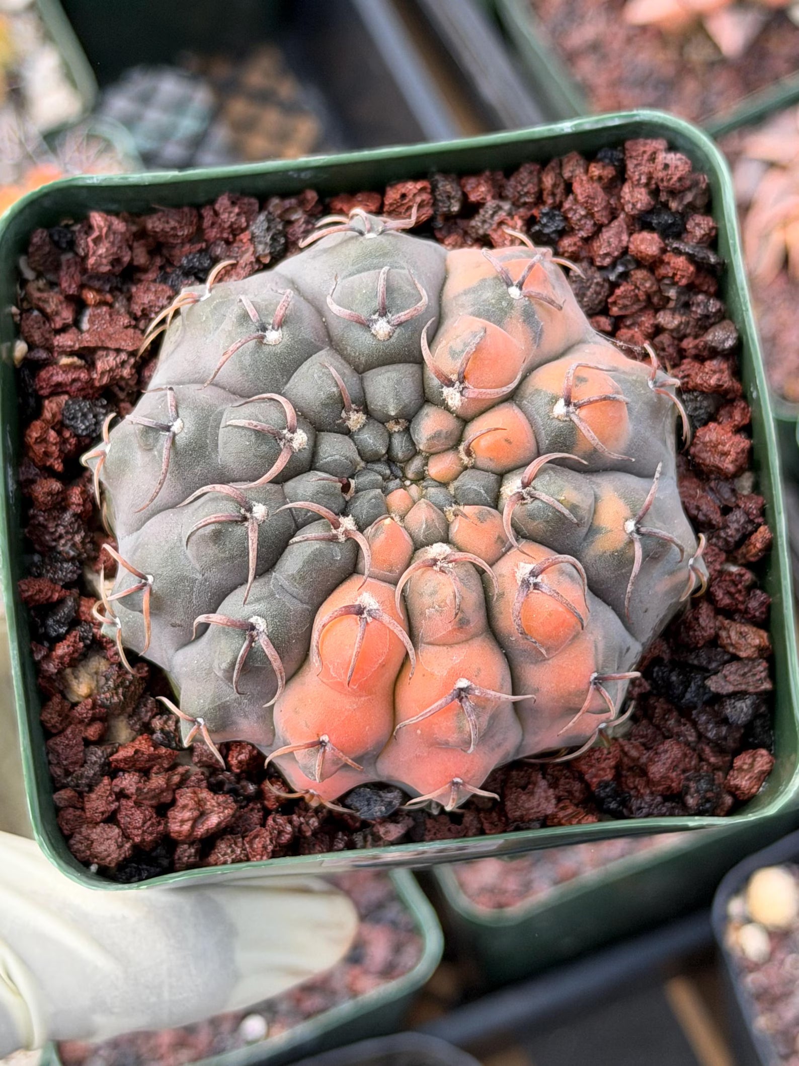 Variegated Gymnocalycium Ochoterenae Cactus #308