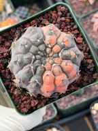Variegated Gymnocalycium Ochoterenae Cactus #308