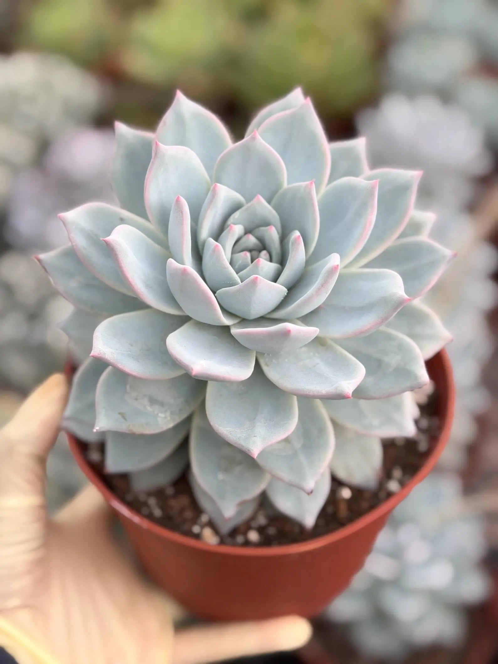 6" Echeveria Blue Bird Live Succulent | Large Established Blue Rosette Plant