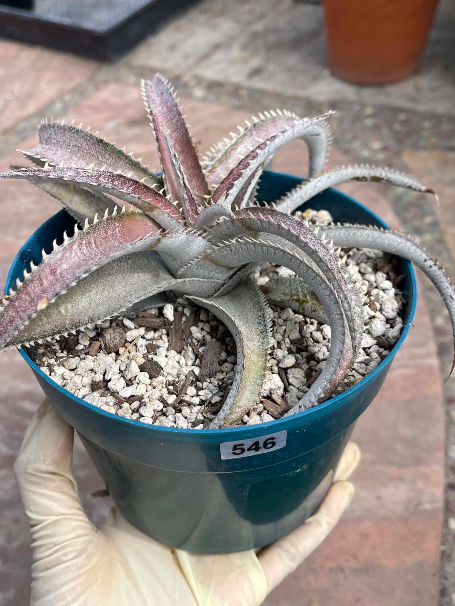 6” Dyckia Hybrid Spiral Form | Rare Live Plant | Unique Collector Succulent #546