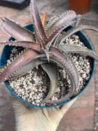 6” Dyckia Hybrid Spiral Form | Rare Live Plant | Unique Collector Succulent #546