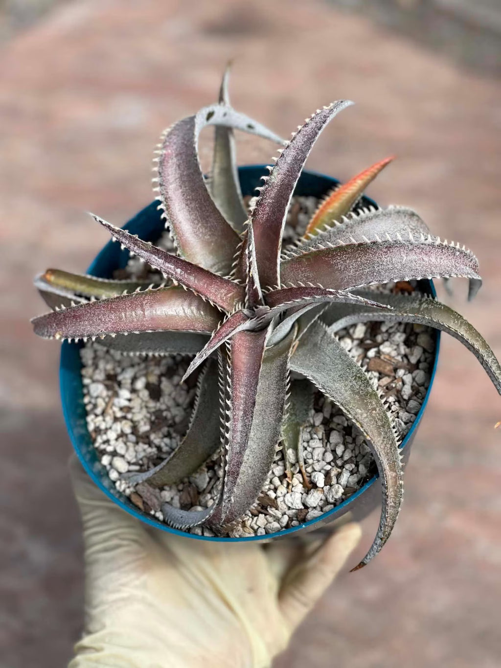 6” Dyckia Hybrid Spiral Form | Rare Live Plant | Unique Collector Succulent #546