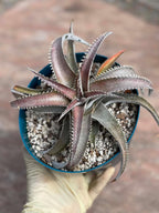 6” Dyckia Hybrid Spiral Form | Rare Live Plant | Unique Collector Succulent #546