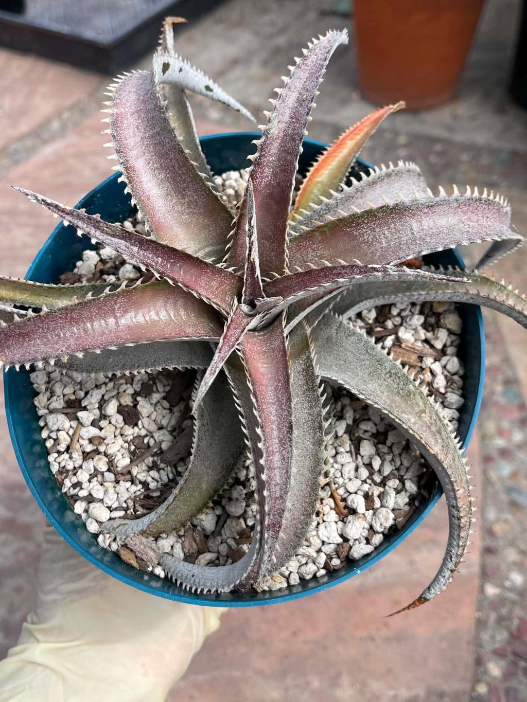 6” Dyckia Hybrid Spiral Form | Rare Live Plant | Unique Collector Succulent #546