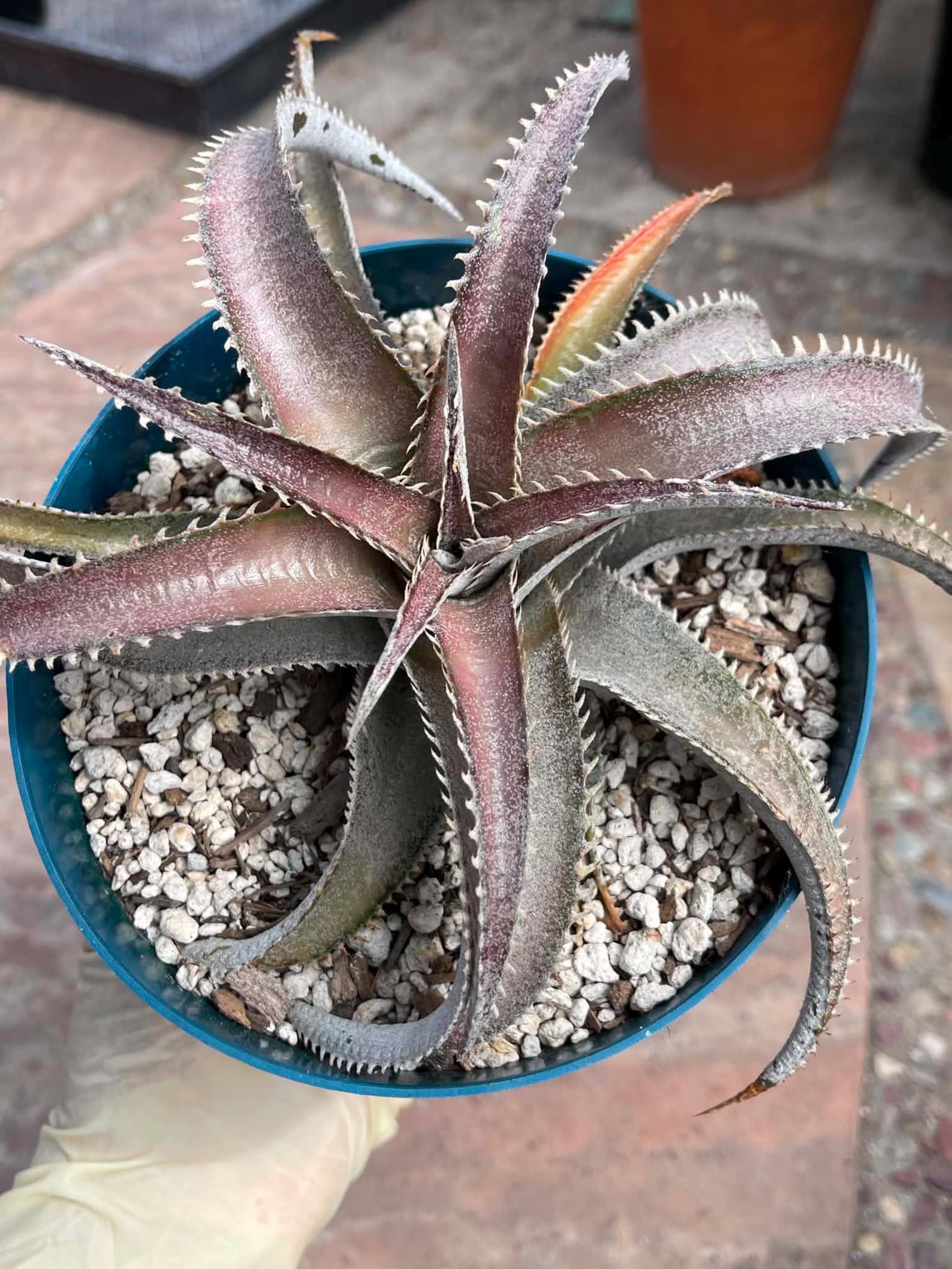 6” Dyckia Hybrid Spiral Form | Rare Live Plant | Unique Collector Succulent #546