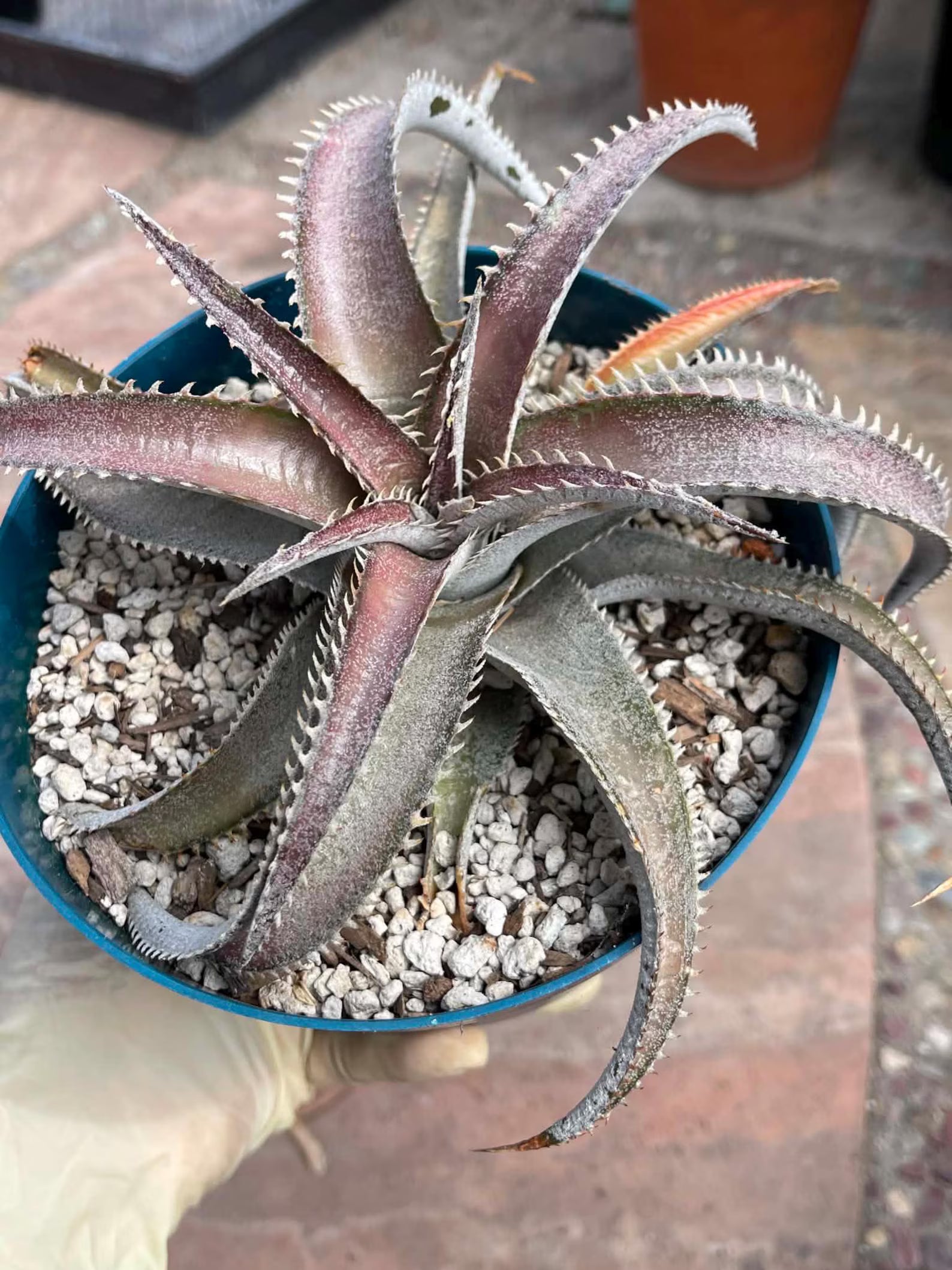 6” Dyckia Hybrid Spiral Form | Rare Live Plant | Unique Collector Succulent #546