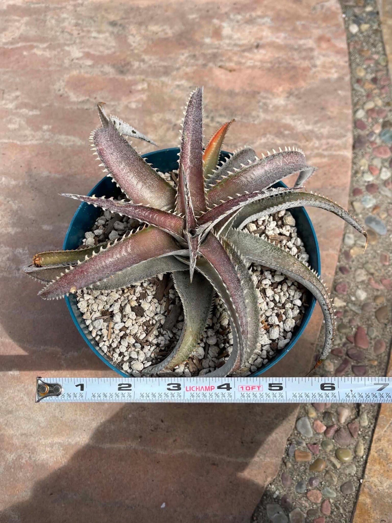 6” Dyckia Hybrid Spiral Form | Rare Live Plant | Unique Collector Succulent #546