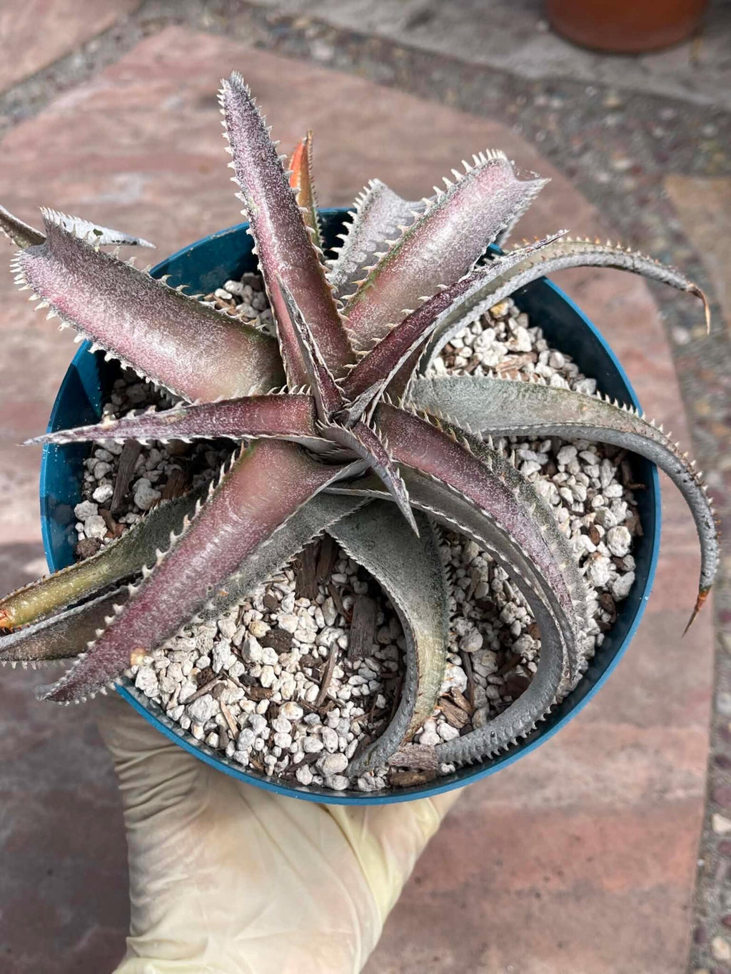 6” Dyckia Hybrid Spiral Form | Rare Live Plant | Unique Collector Succulent #546