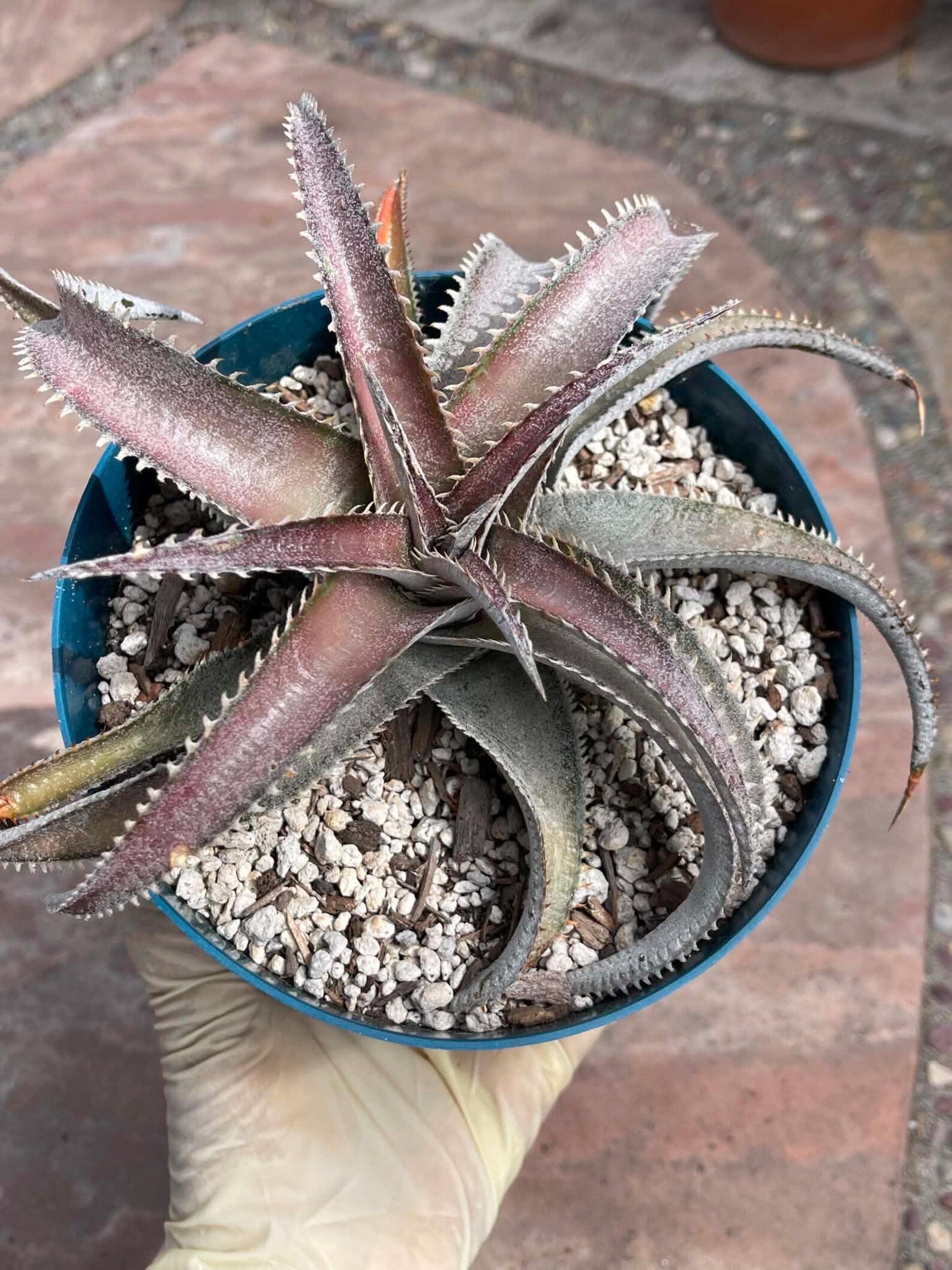 6” Dyckia Hybrid Spiral Form | Rare Live Plant | Unique Collector Succulent #546