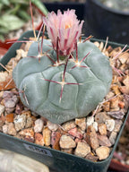 Thelocactus Hexaedrophorus #550 | Rare Blue Cactus | Live Seed Grown Cactus | Chalky Blue Collector Plant | Exact Plant