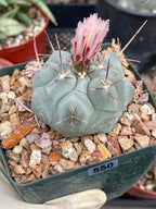Thelocactus Hexaedrophorus #550 | Rare Blue Cactus | Live Seed Grown Cactus | Chalky Blue Collector Plant | Exact Plant