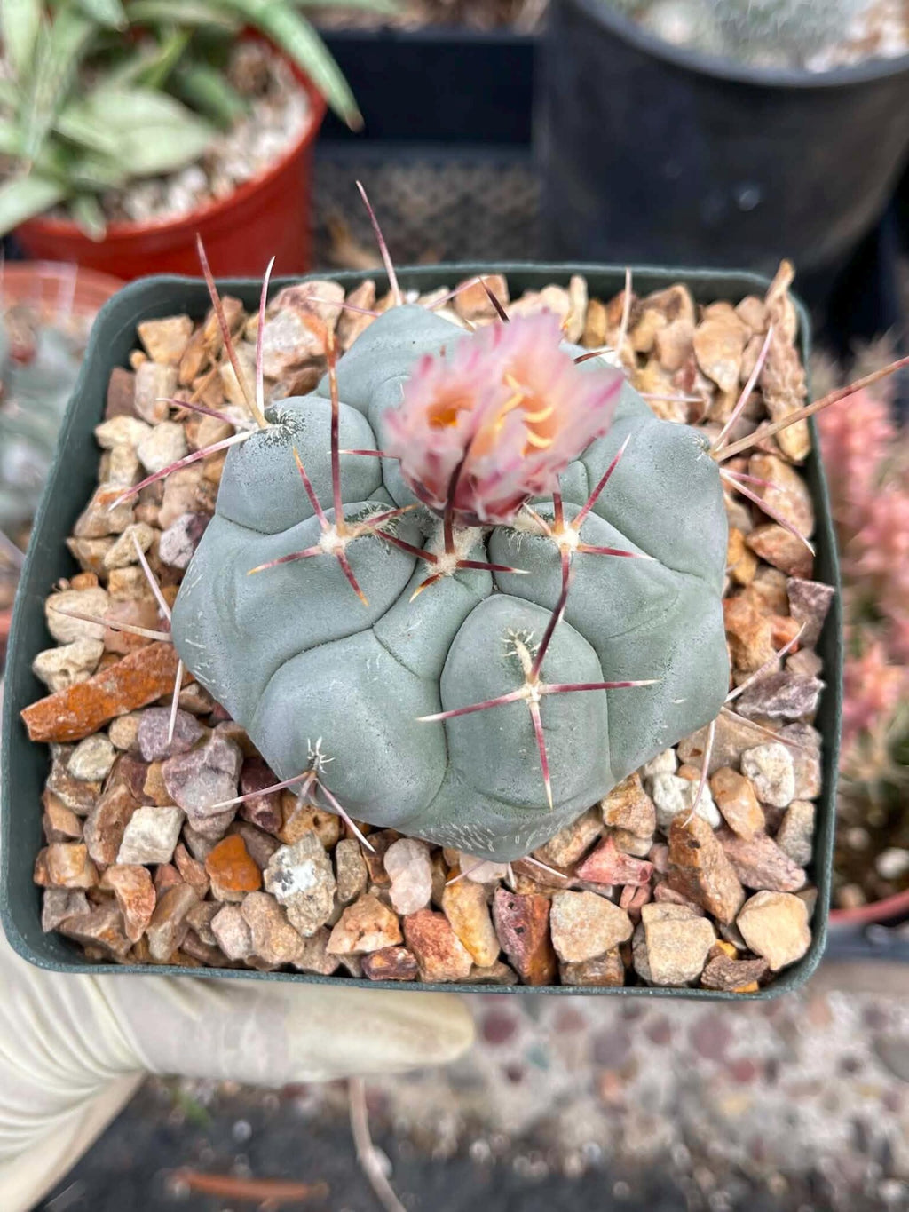 Thelocactus Hexaedrophorus #550 | Rare Blue Cactus | Live Seed Grown Cactus | Chalky Blue Collector Plant | Exact Plant