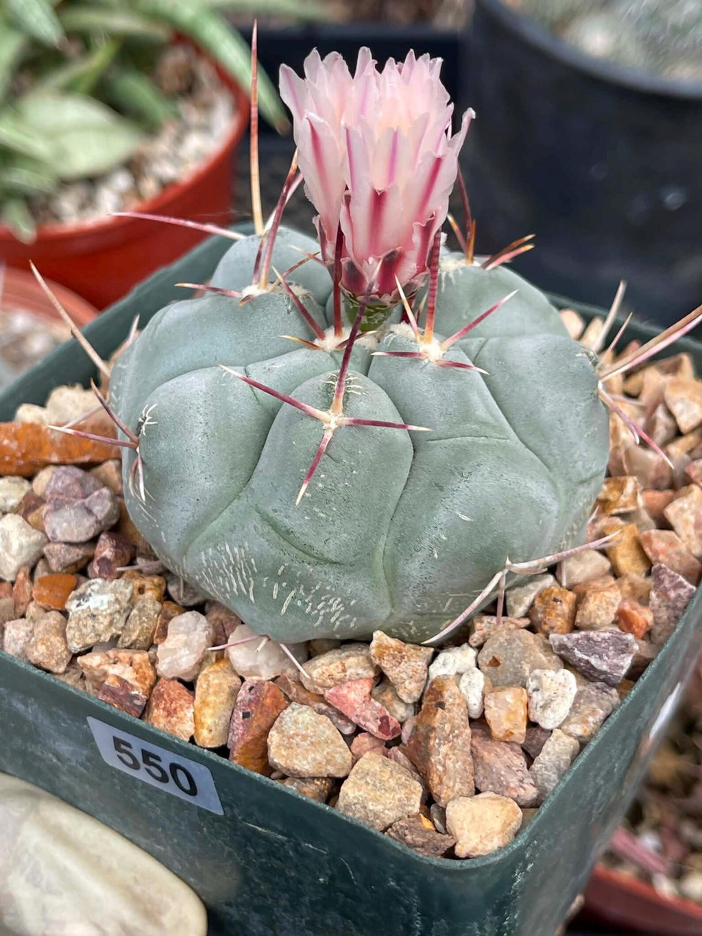 Thelocactus Hexaedrophorus #550 | Rare Blue Cactus | Live Seed Grown Cactus | Chalky Blue Collector Plant | Exact Plant