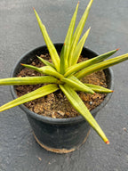 Variegated Sansevieria Downsii | Rare Live Snake Plant