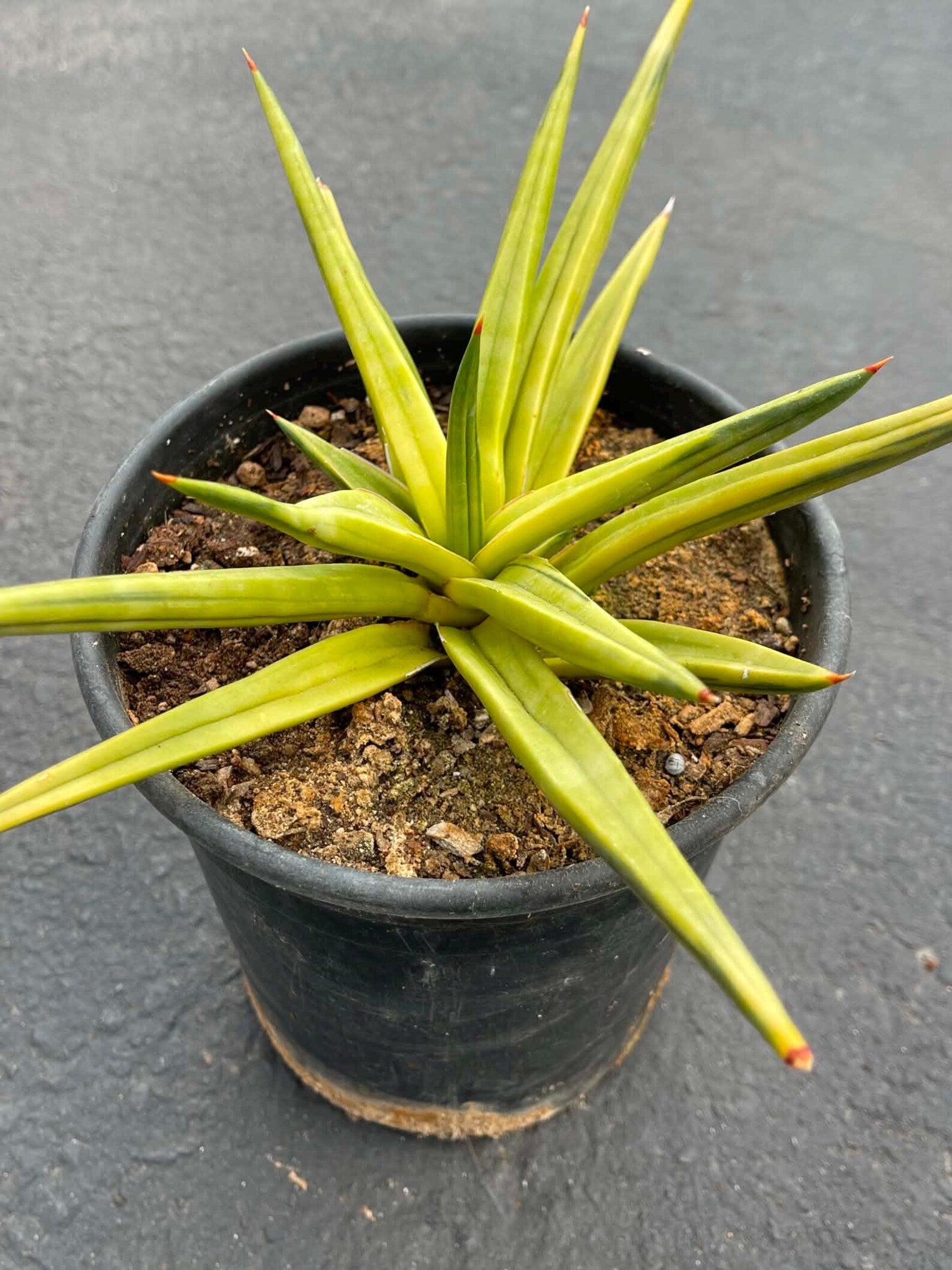 Variegated Sansevieria Downsii | Rare Live Snake Plant