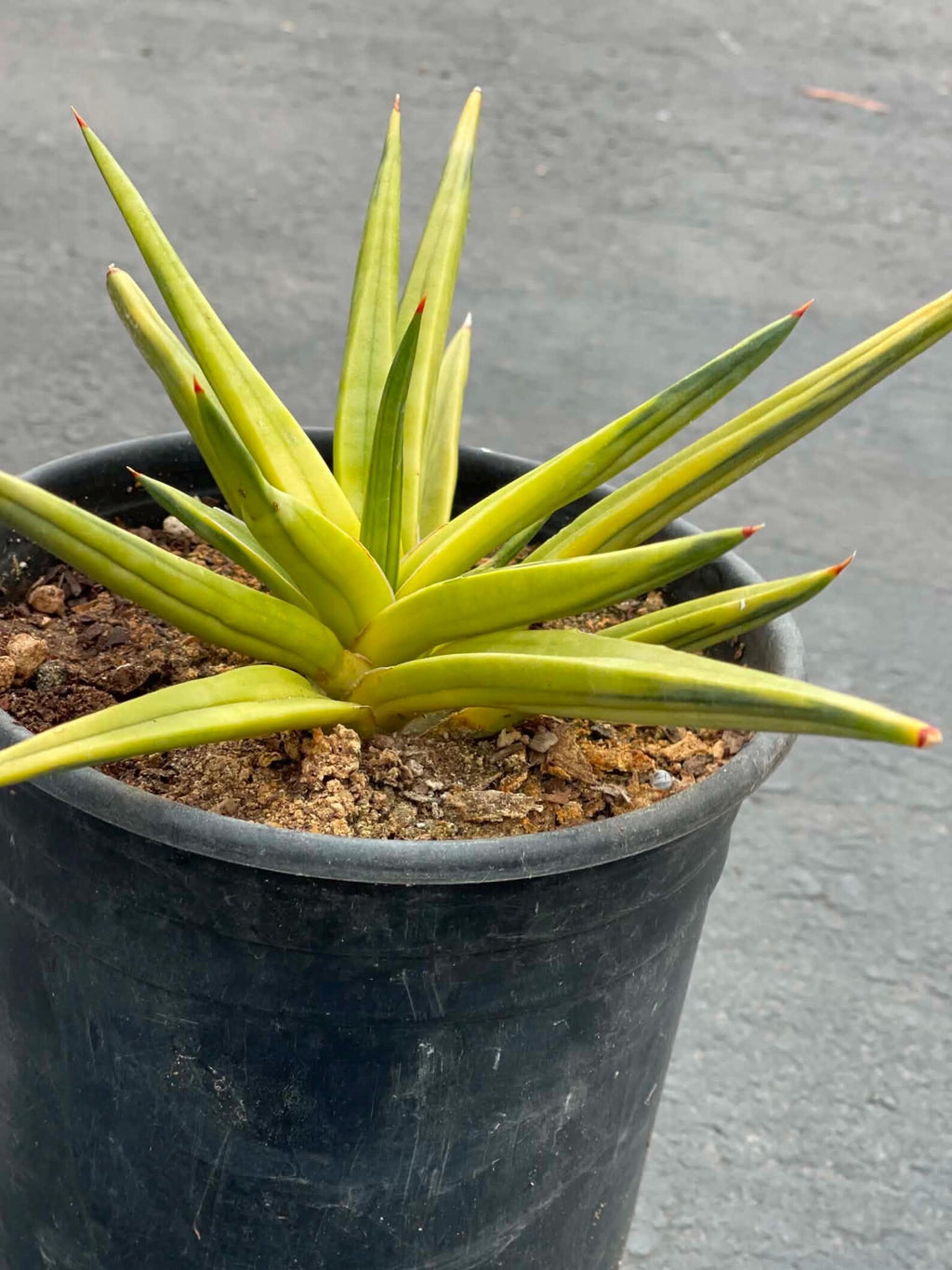 Variegated Sansevieria Downsii | Rare Live Snake Plant