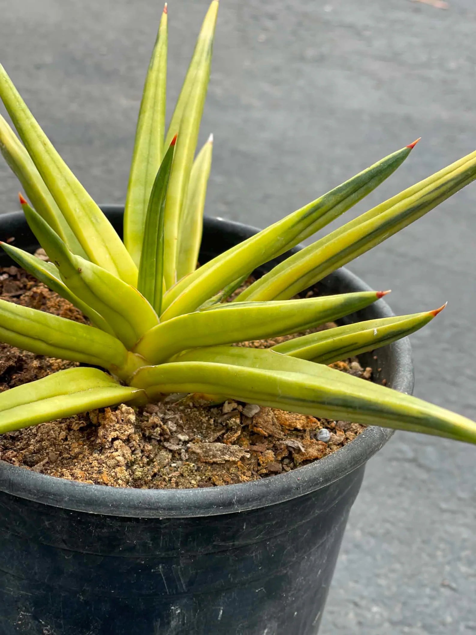 Variegated Sansevieria Downsii | Rare Live Snake Plant