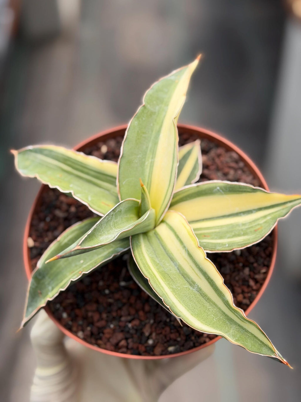 Variegated Sansevieria Kismayo Rare Snake Plant – Live Plant #653