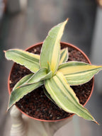 Variegated Sansevieria Kismayo Rare Snake Plant – Live Plant #653