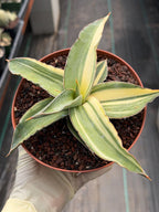 Variegated Sansevieria Kismayo Rare Snake Plant – Live Plant #653