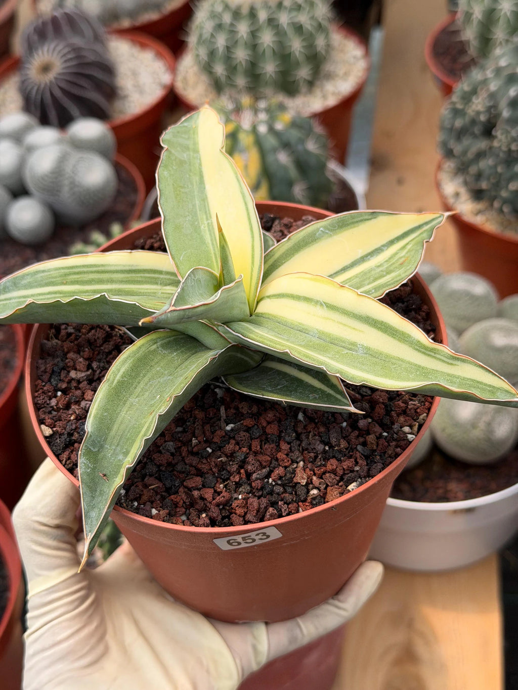 Variegated Sansevieria Kismayo Rare Snake Plant – Live Plant #653