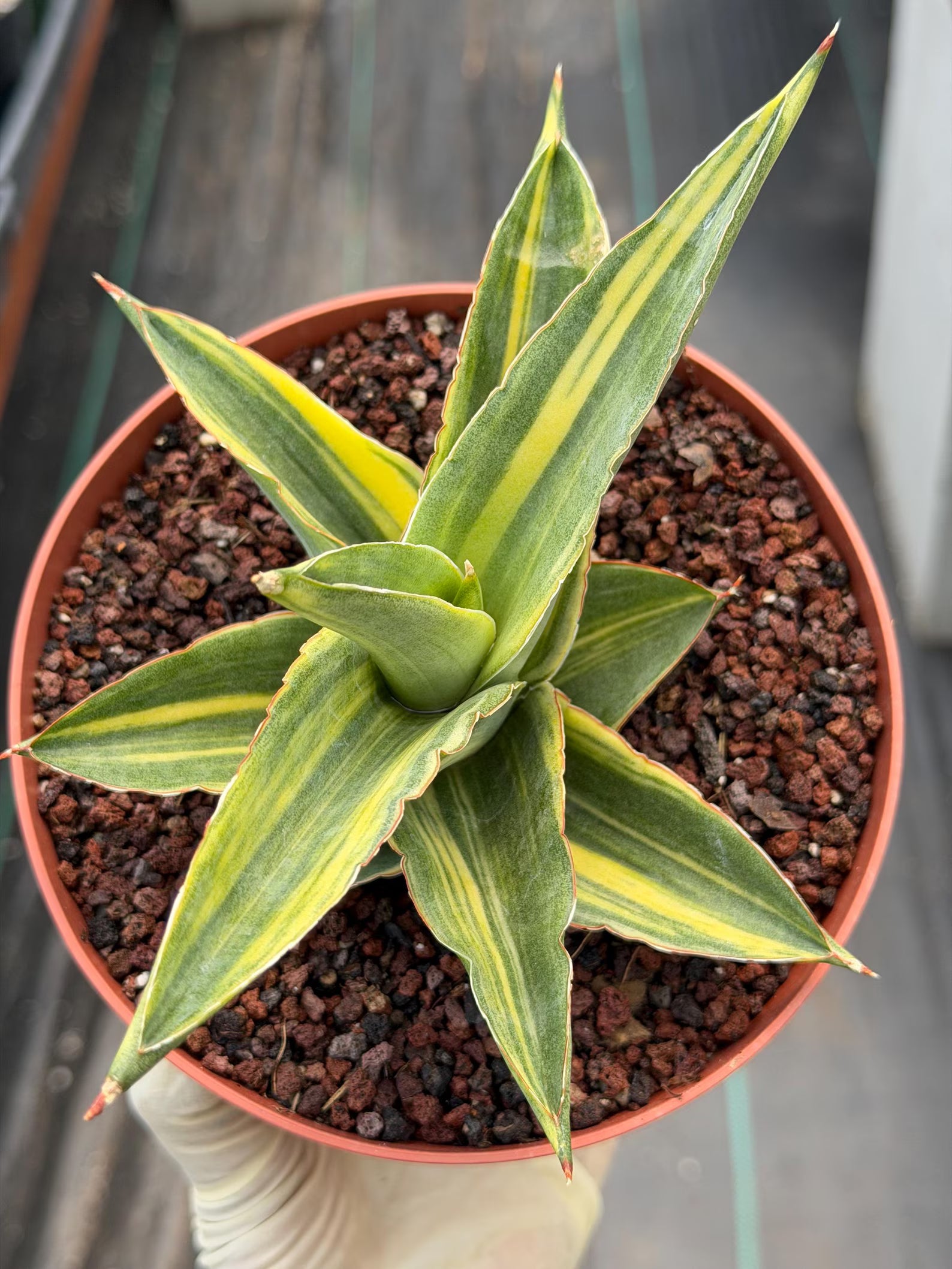 Variegated Sansevieria Andaman | Easy Care House Plant | Live Plant Rich