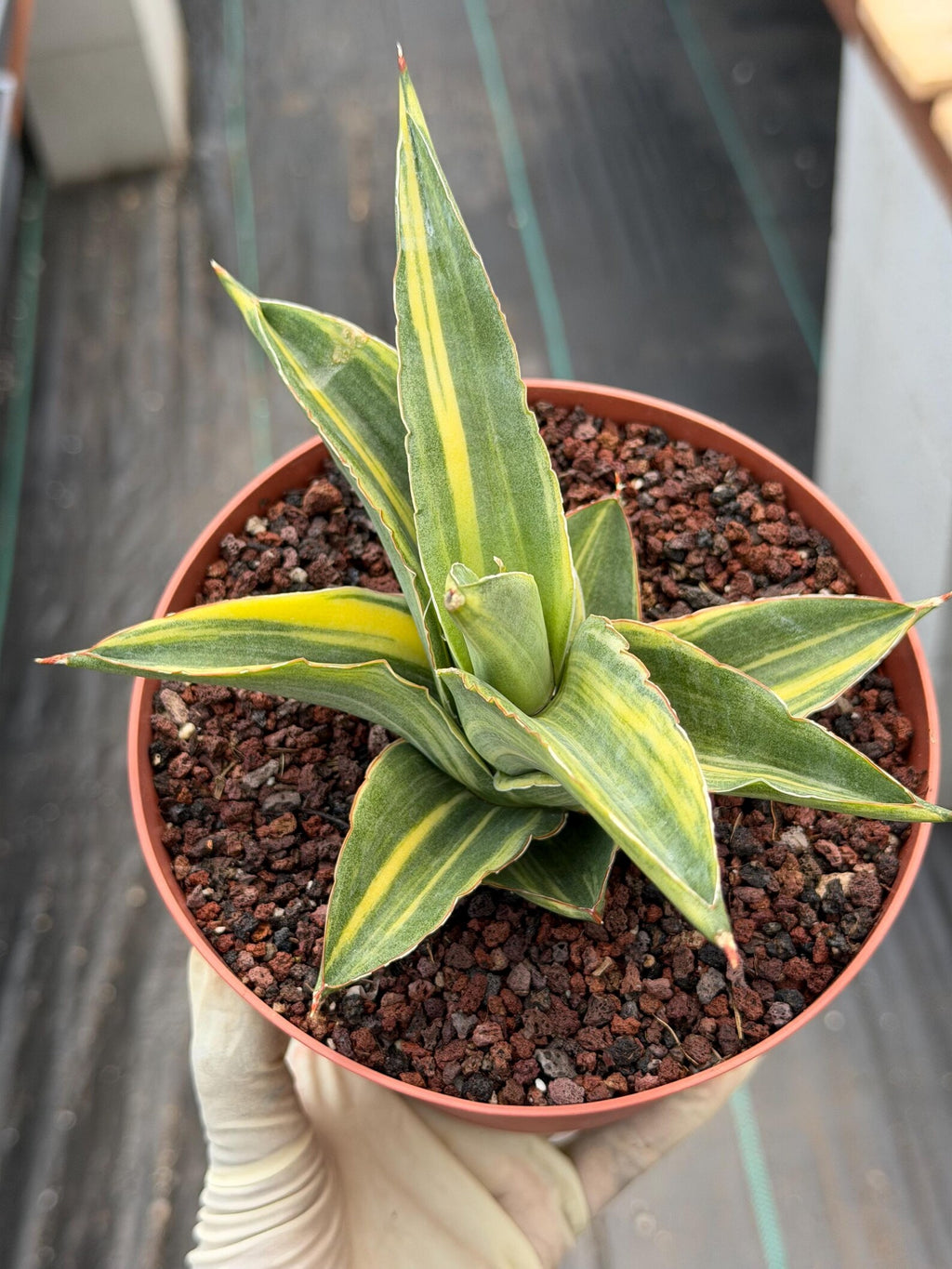 Variegated Sansevieria Andaman | Easy Care House Plant | Live Plant Rich