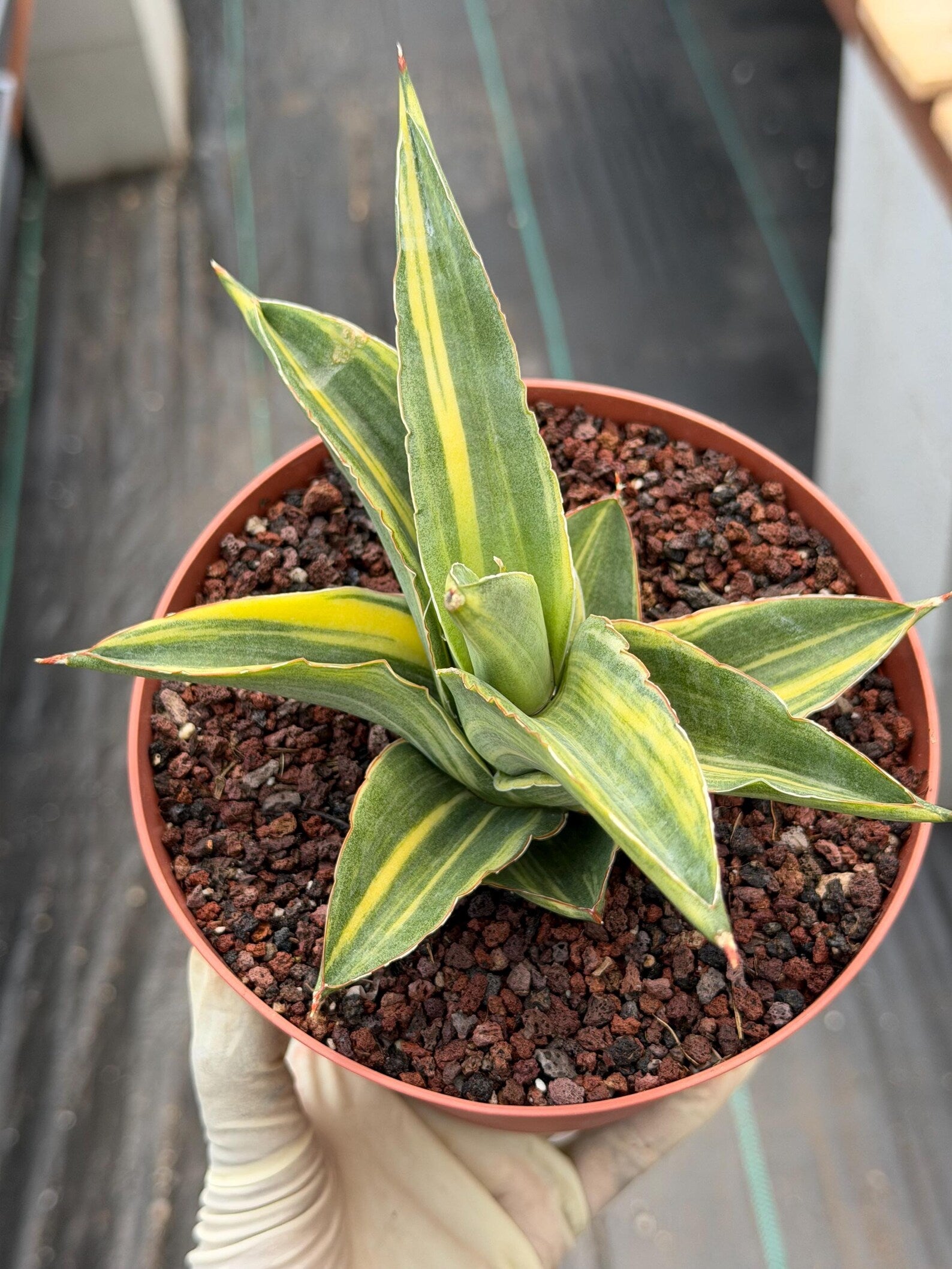 Variegated Sansevieria Andaman | Easy Care House Plant | Live Plant Rich