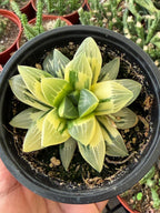 Variegated Haworthia Heidelbergensis Cluster | Rare Live Succulent Plant