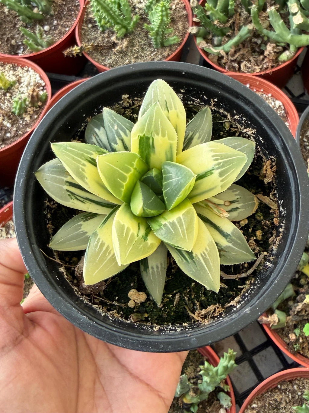 Variegated Haworthia Heidelbergensis Cluster | Rare Live Succulent Plant