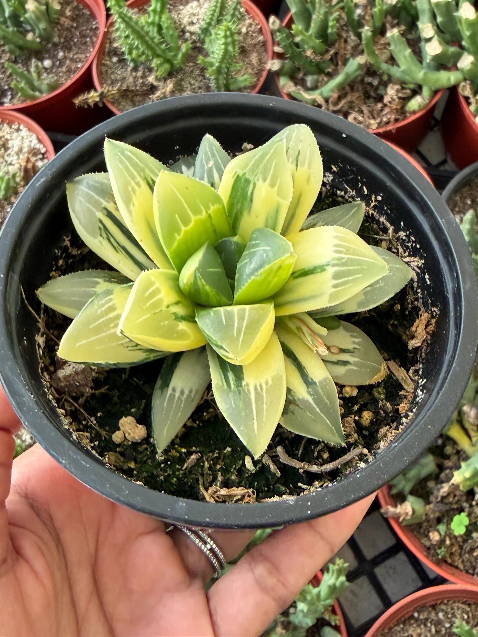 Variegated Haworthia Heidelbergensis Cluster | Rare Live Succulent Plant