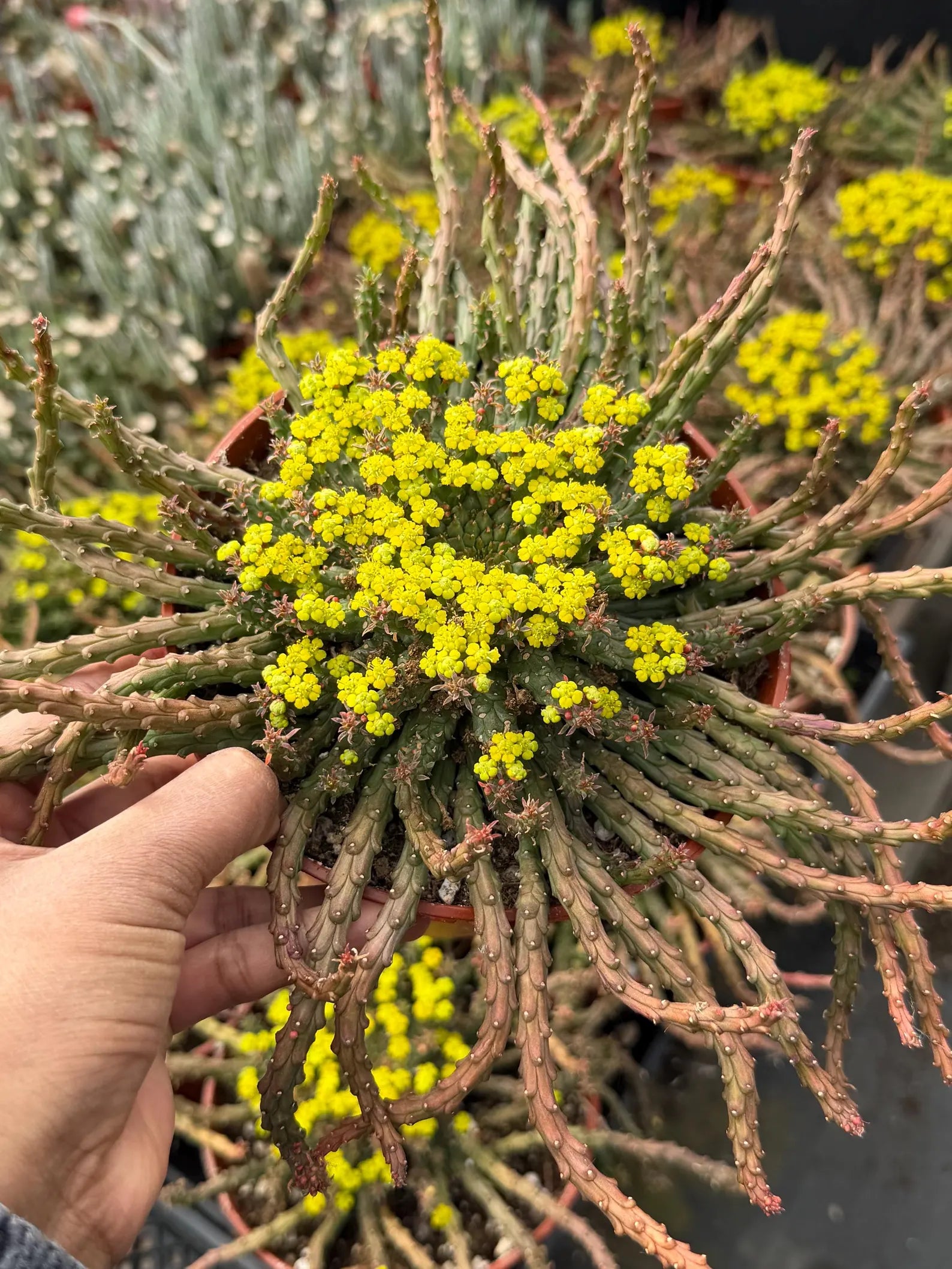 6” Euphorbia Medusa Live Succulent | Rare Easy-Care Medusa Head Plant