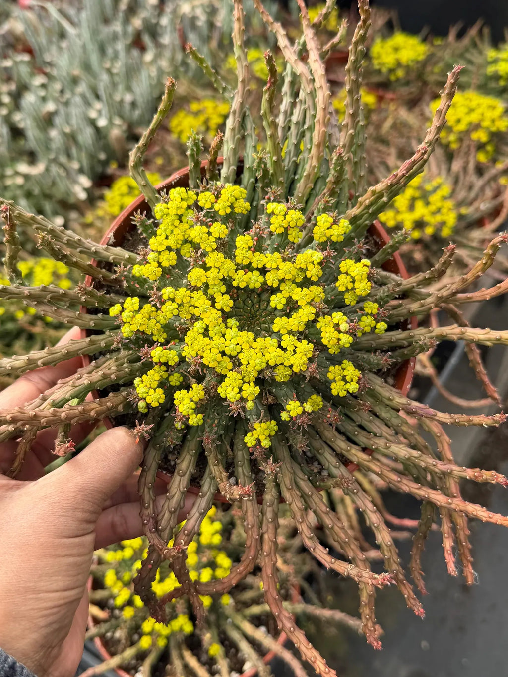 6” Euphorbia Medusa Live Succulent | Rare Easy-Care Medusa Head Plant