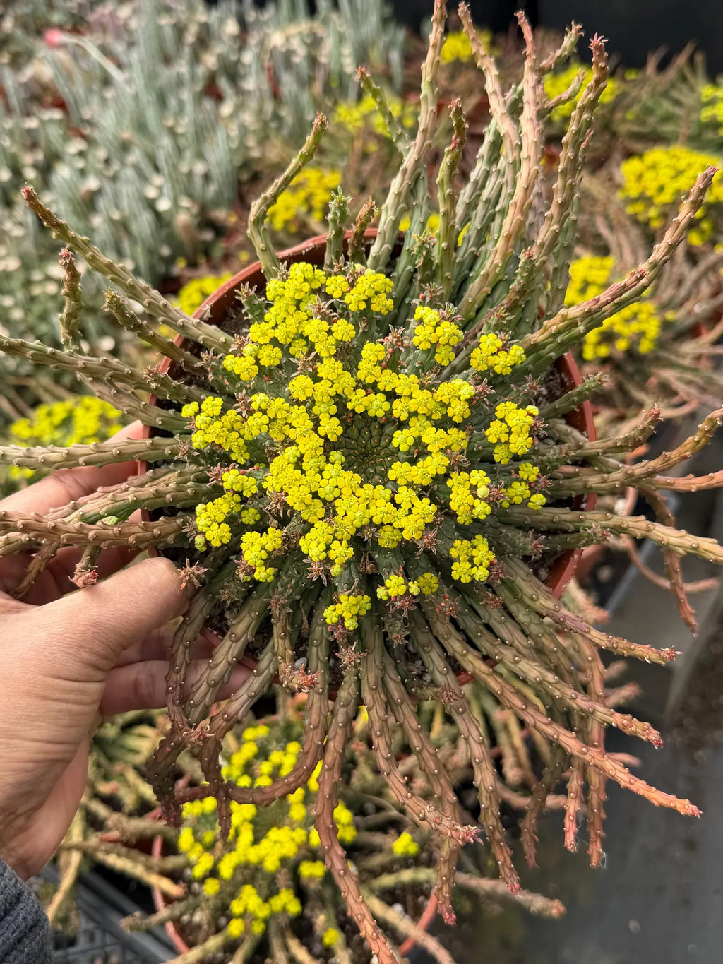 6” Euphorbia Medusa Live Succulent | Rare Easy-Care Medusa Head Plant