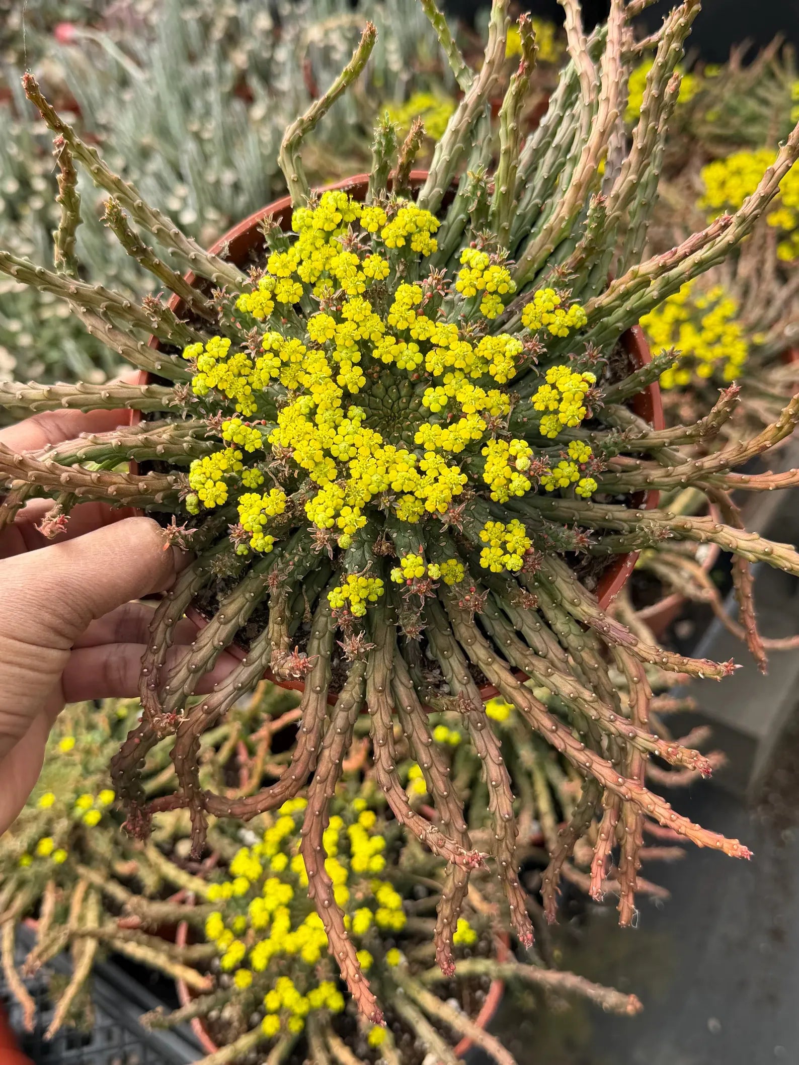 6” Euphorbia Medusa Live Succulent | Rare Easy-Care Medusa Head Plant