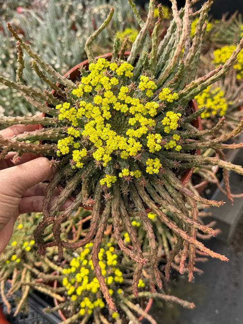 6” Euphorbia Medusa Live Succulent | Rare Easy-Care Medusa Head Plant