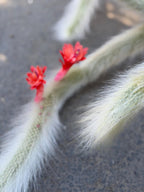 Hairy Monkey Tail Cactus | White Fuzzy Trailing Cactus | Live Succulent Cutting