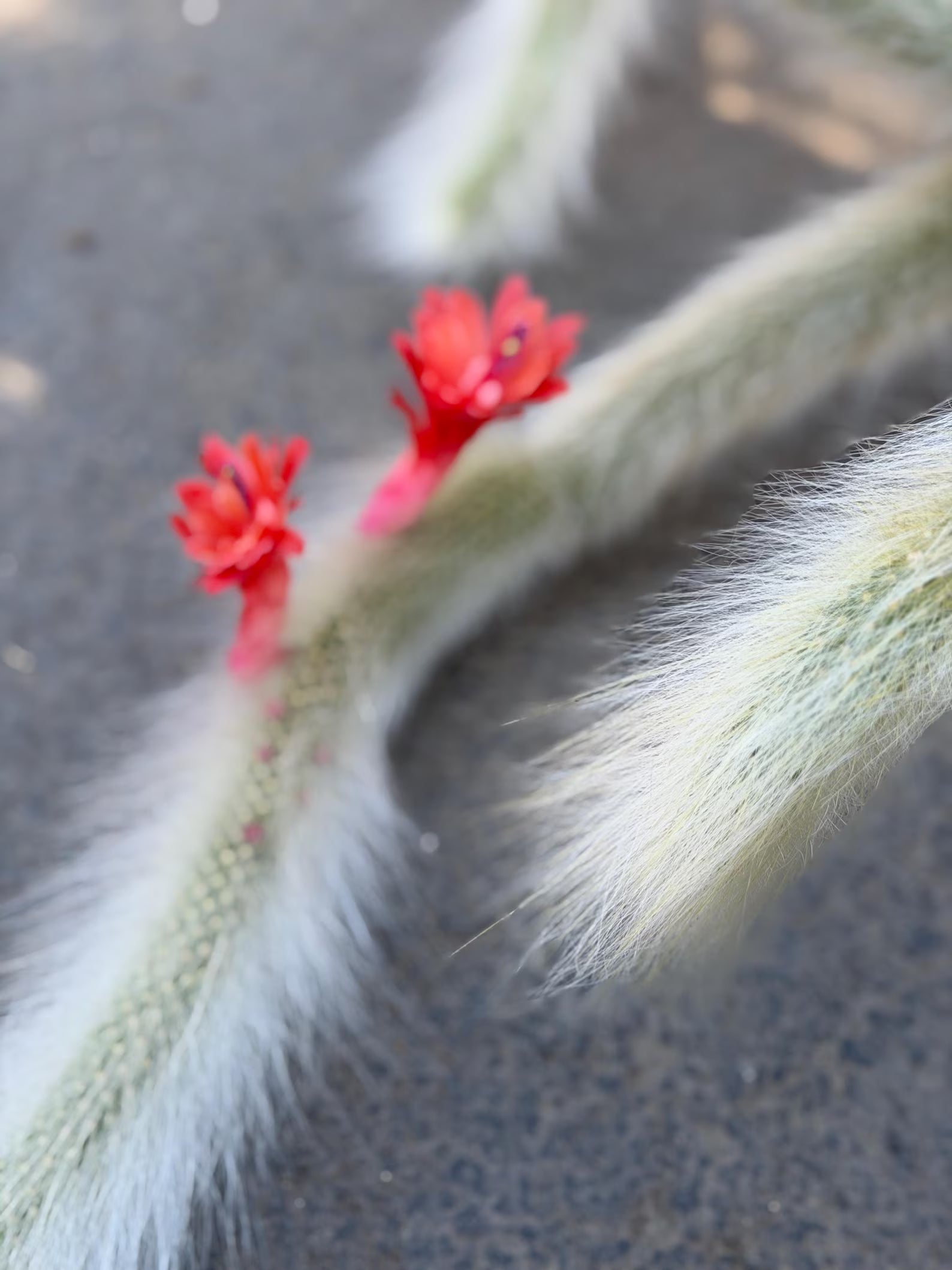 Hairy Monkey Tail Cactus | White Fuzzy Trailing Cactus | Live Succulent Cutting