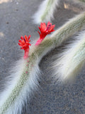 Hairy Monkey Tail Cactus | White Fuzzy Trailing Cactus | Live Succulent Cutting
