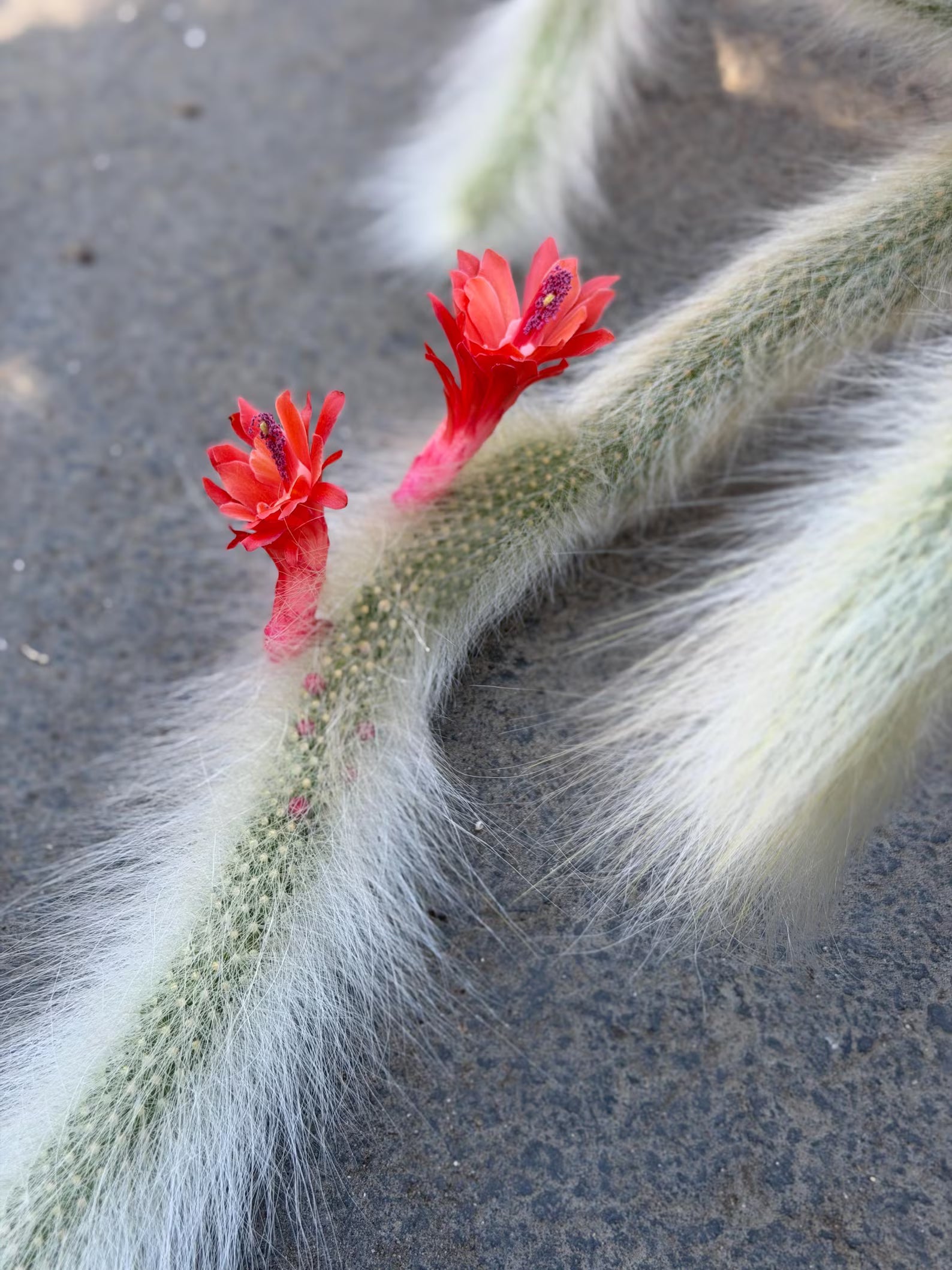 Hairy Monkey Tail Cactus | White Fuzzy Trailing Cactus | Live Succulent Cutting
