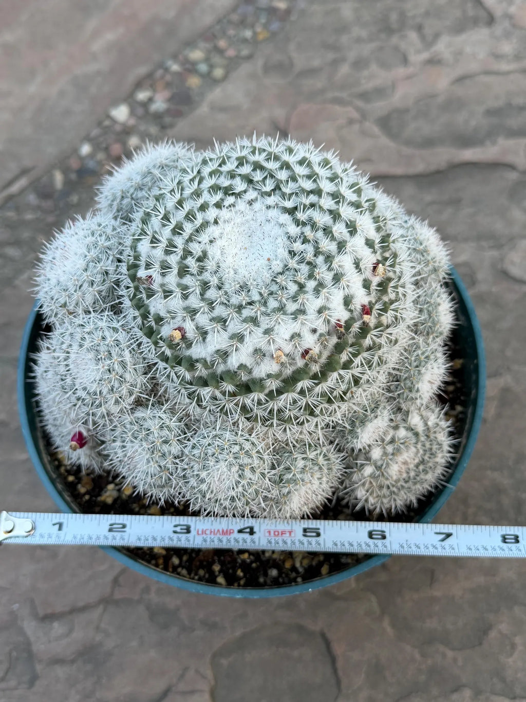 Mammillaria Parkinsonii Cluster | Rare Live Cactus #683